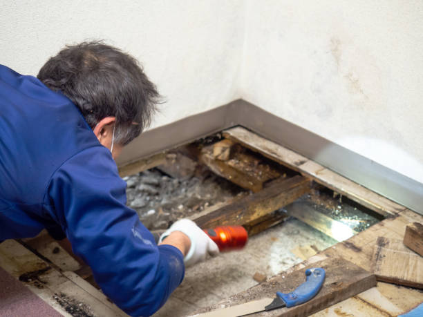 Professional Mold Removal in Southport, CT