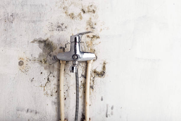 Best Local Mold Removal Service  in Southport, CT