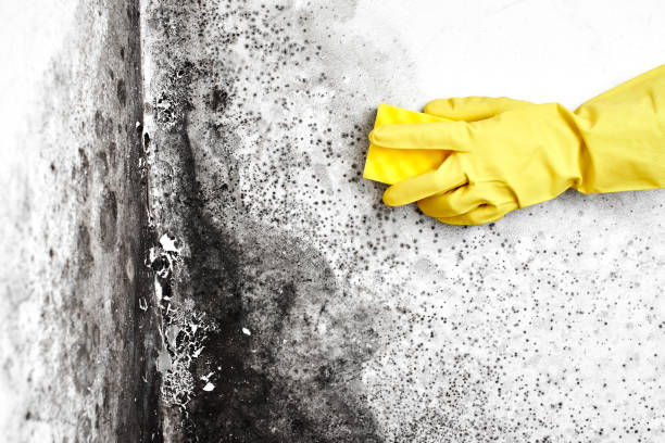 Best Office Mold Removal Services  in Southport, CT