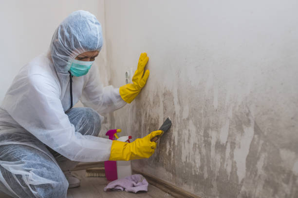 Best Mold Removal Process  in Southport, CT