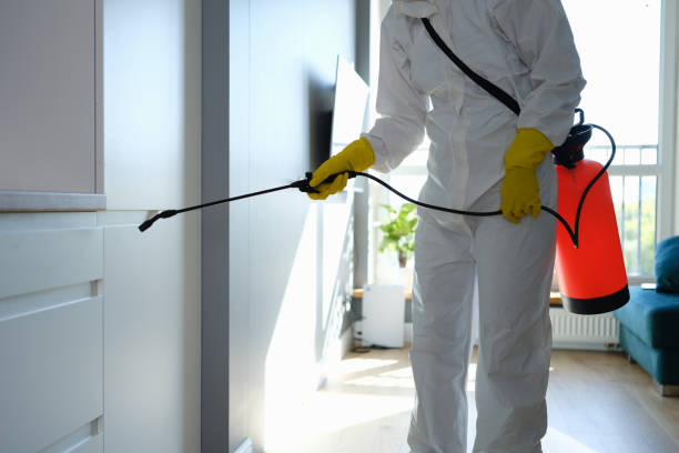 Best Fast Mold Removal  in Southport, CT