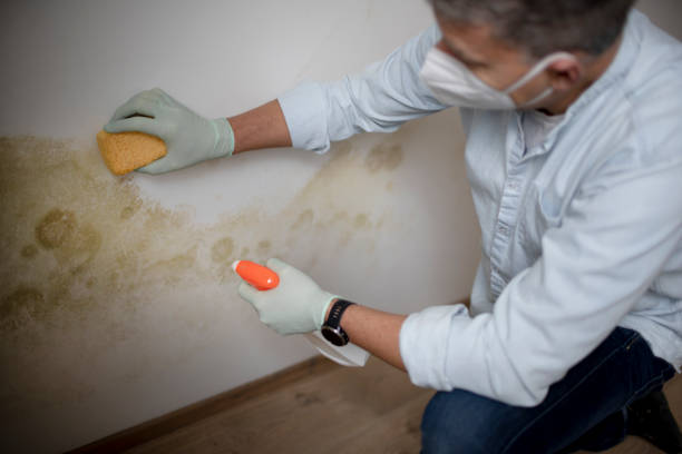 Best Home Mold Removal  in Southport, CT