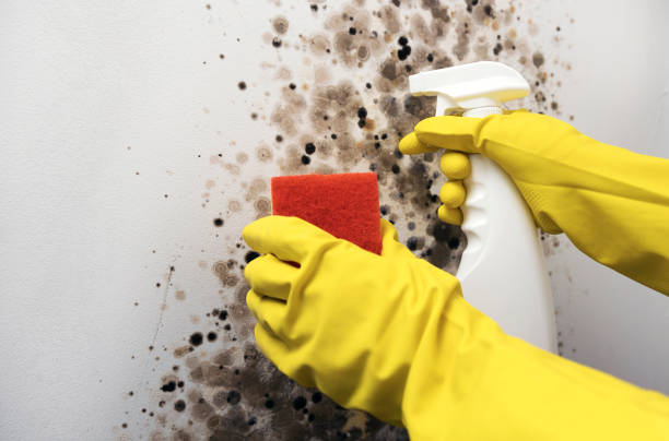 Best Mold Damage Repair  in Southport, CT