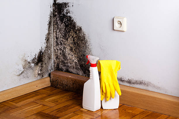 Best Mold Testing  in Southport, CT