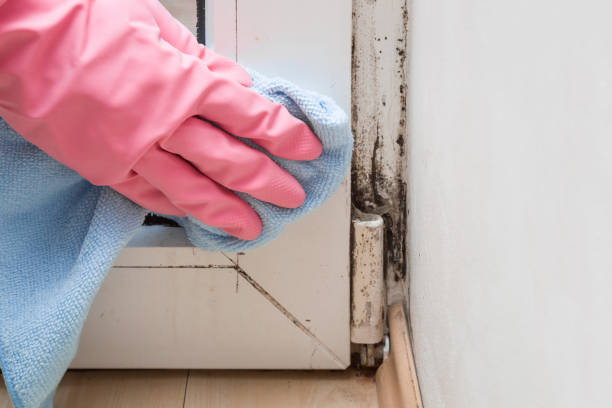 Best Residential Mold Removal  in Southport, CT